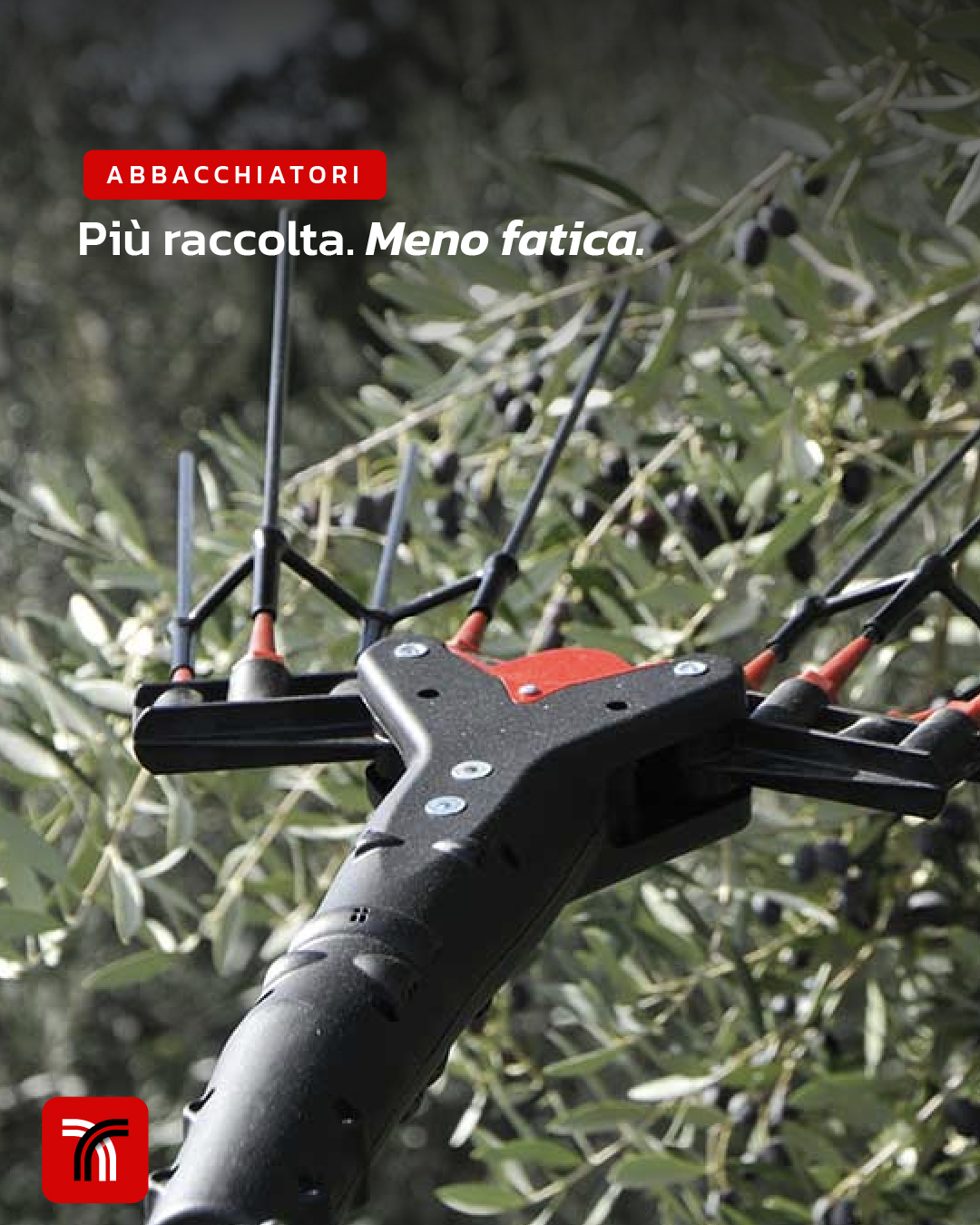 Abbacchiatori